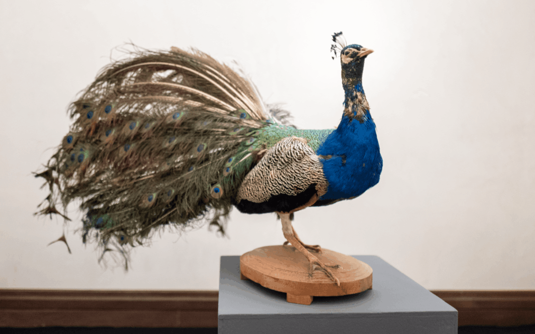 Curiosità sugli oggetti esposti nella mostra “La Stanza delle Meraviglie”